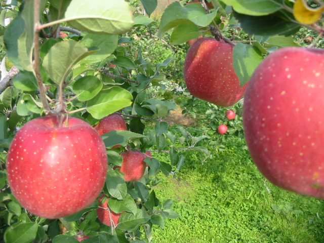 りんごの種類一覧 | りんご通販・お取り寄せ【蜜入りりんご】長野県の小林りんご園から産地直送